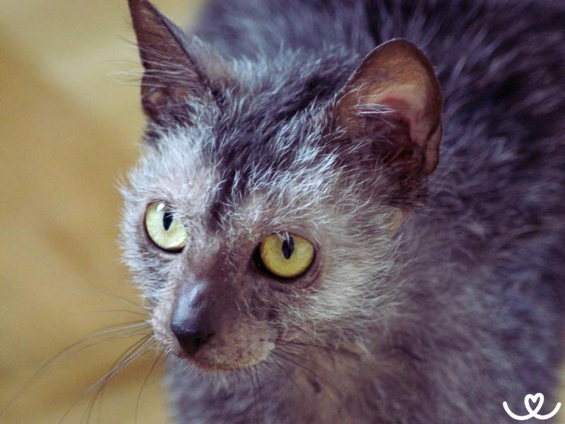 Kocici-plemeno-lykoi (7)
